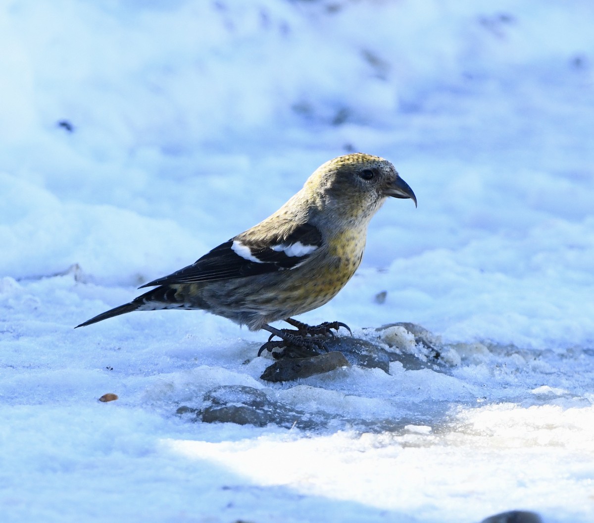 White-winged Crossbill - Greg Hudson