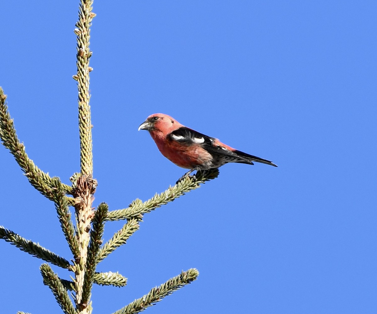 White-winged Crossbill - ML614581166