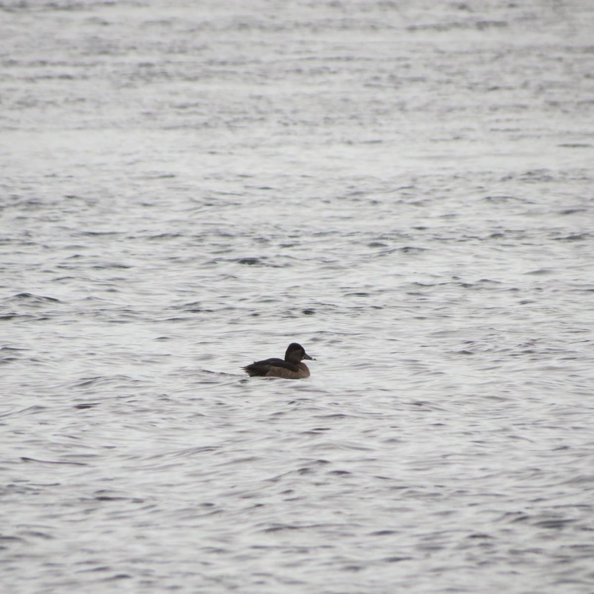 Ring-necked Duck - ML614581191