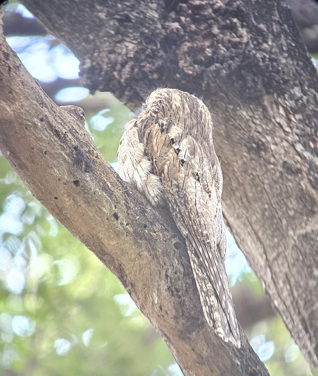 Northern Potoo (Caribbean) - ML614581246