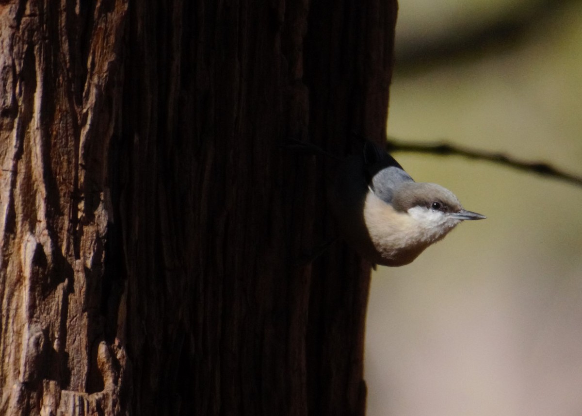 Pygmy Nuthatch - Michael Vermue