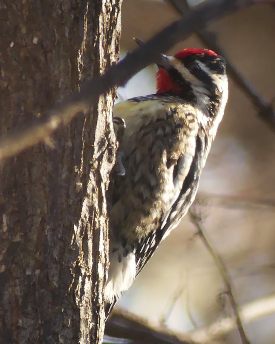 Yellow-bellied Sapsucker - ML614581352