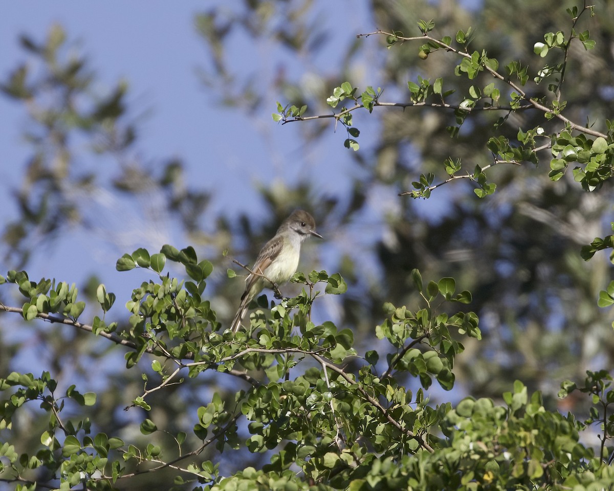 Yucatan Flycatcher - ML614581361