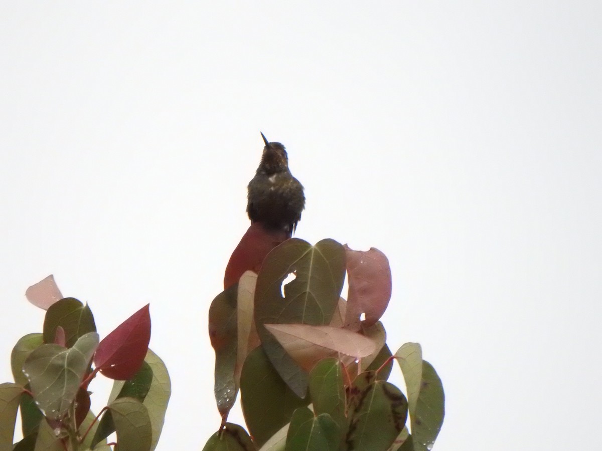kolibřík Williamův - ML614581369