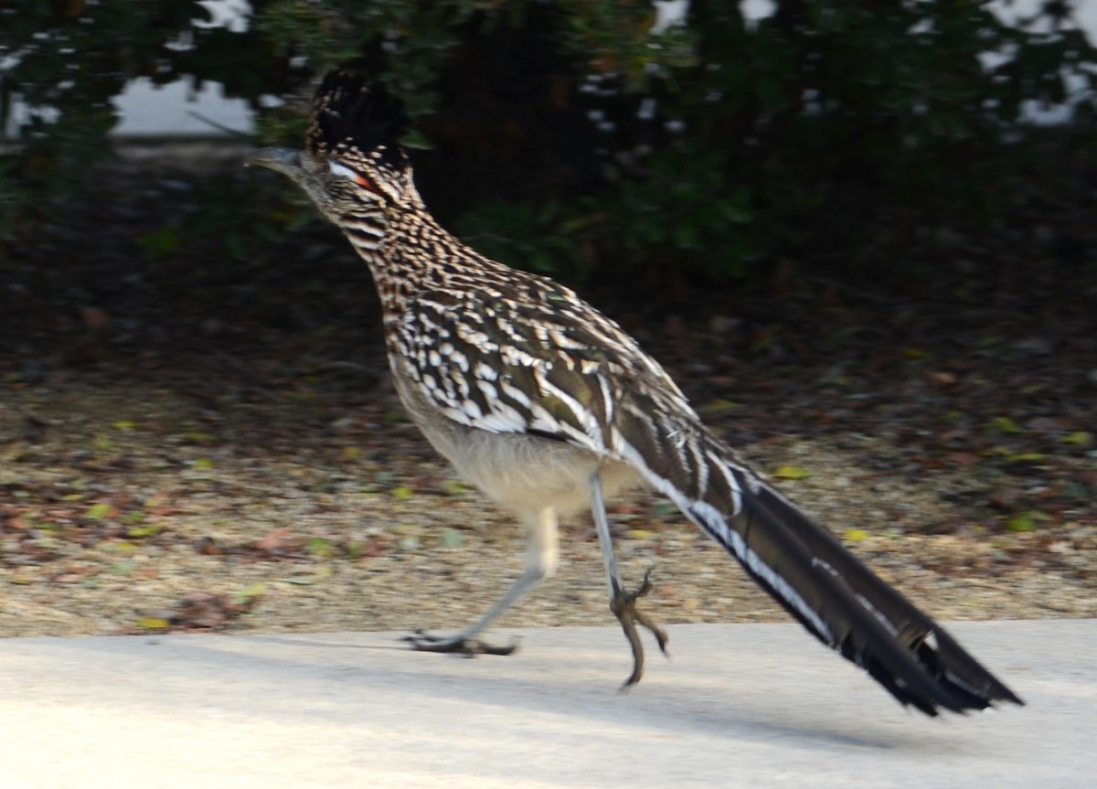 Greater Roadrunner - Michael Vermue