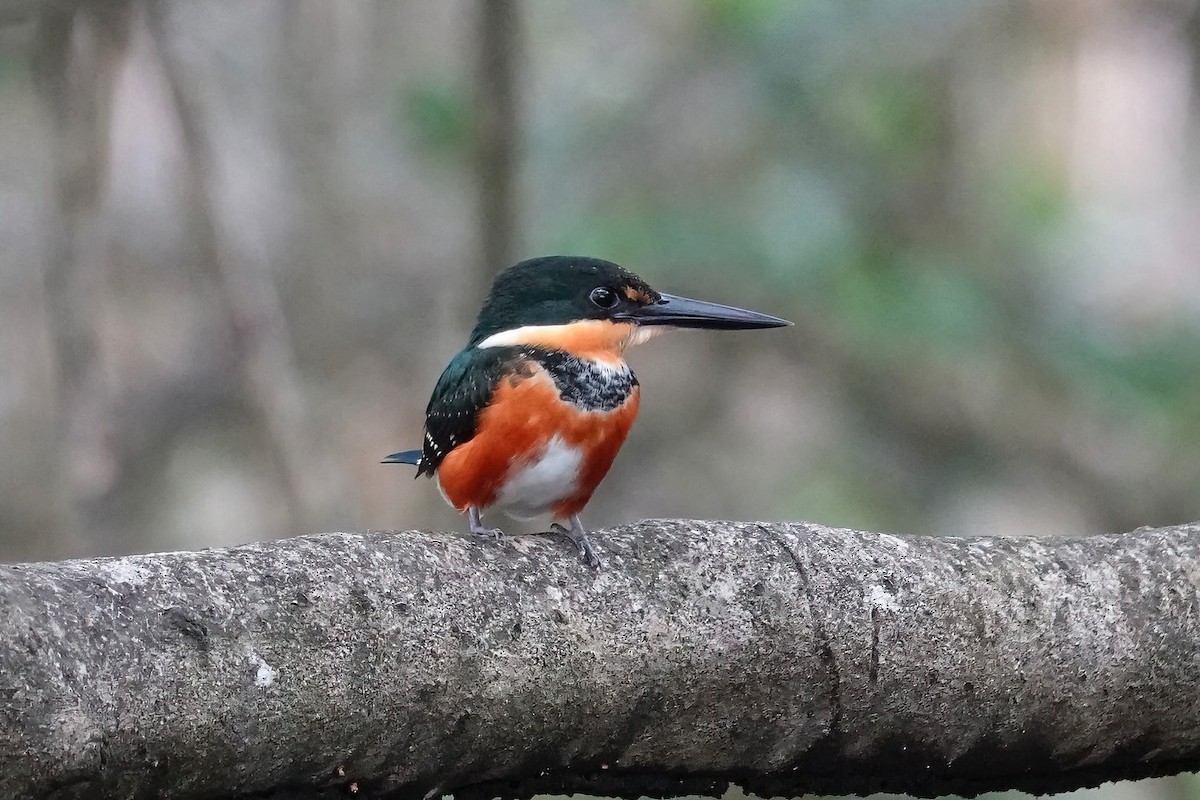 American Pygmy Kingfisher - ML614581482