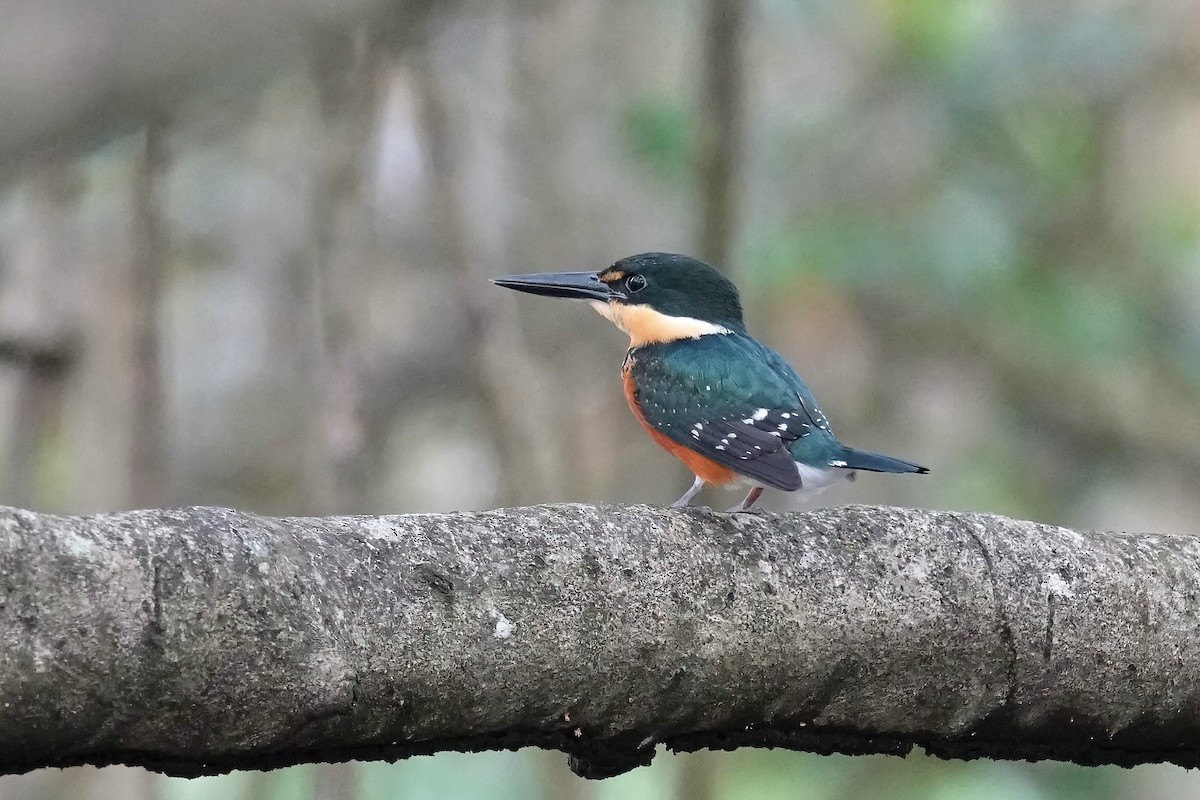 American Pygmy Kingfisher - ML614581483