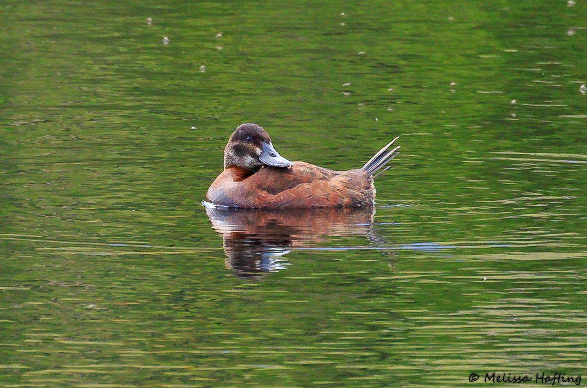 Andean Duck - Melissa Hafting