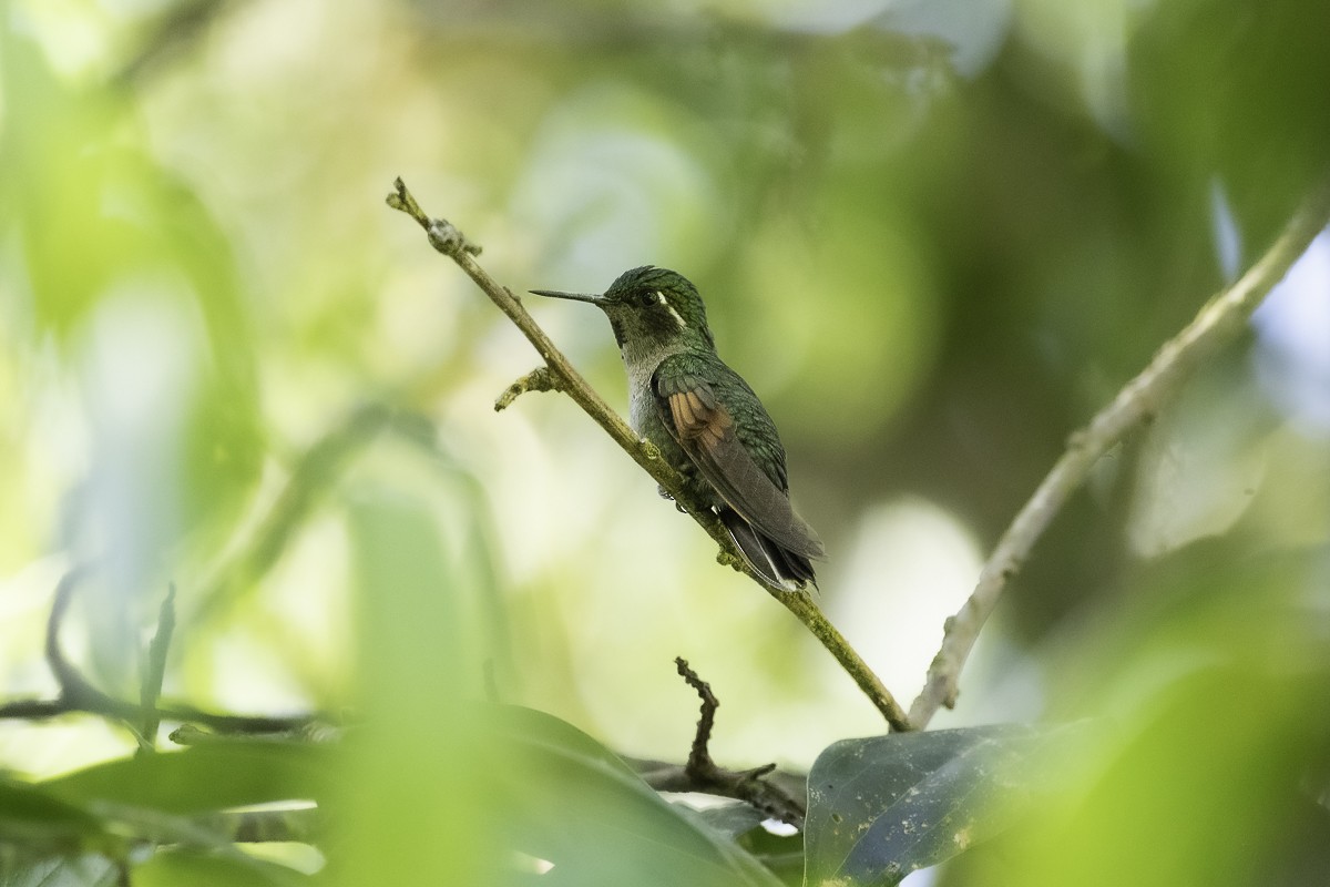 Garnet-throated Hummingbird - ML614581549