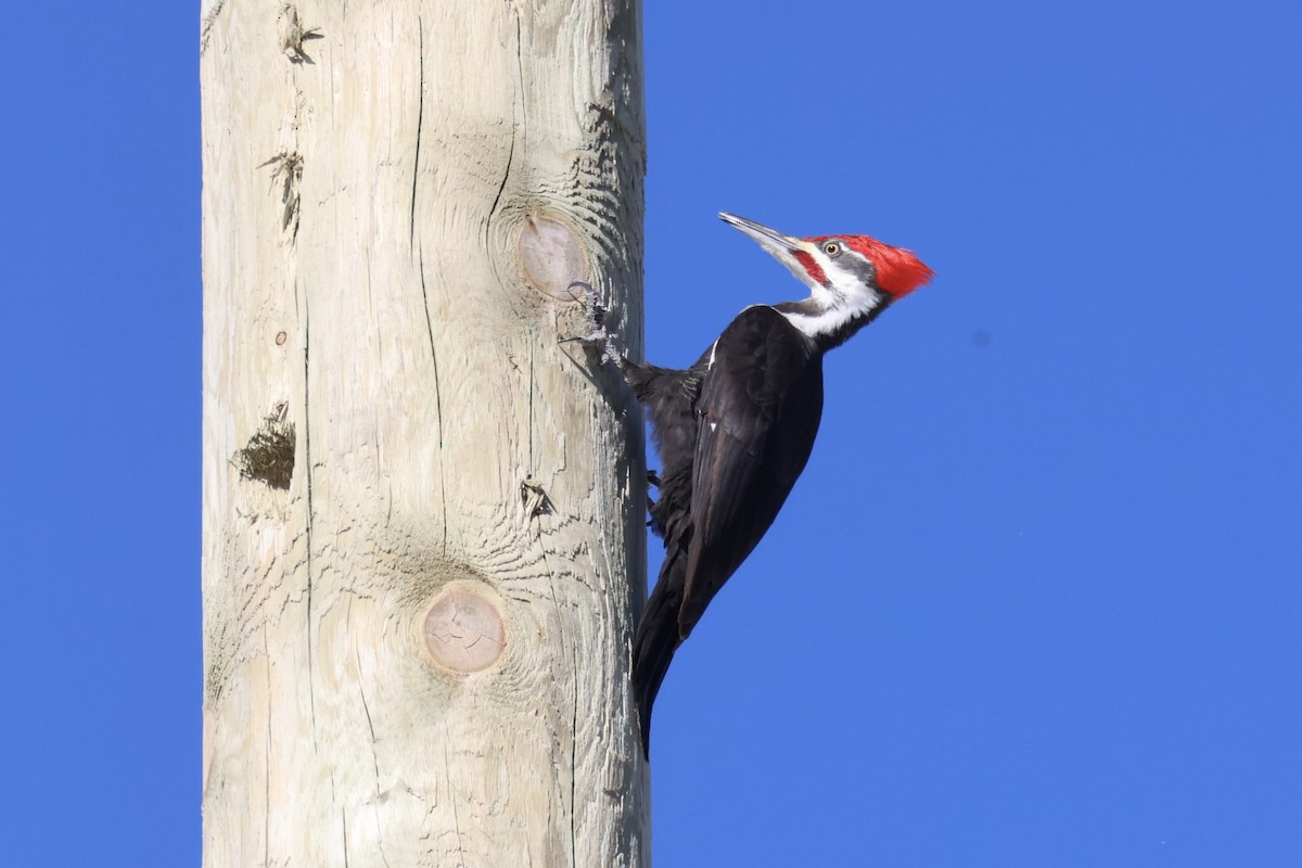 Pileated Woodpecker - ML614581575