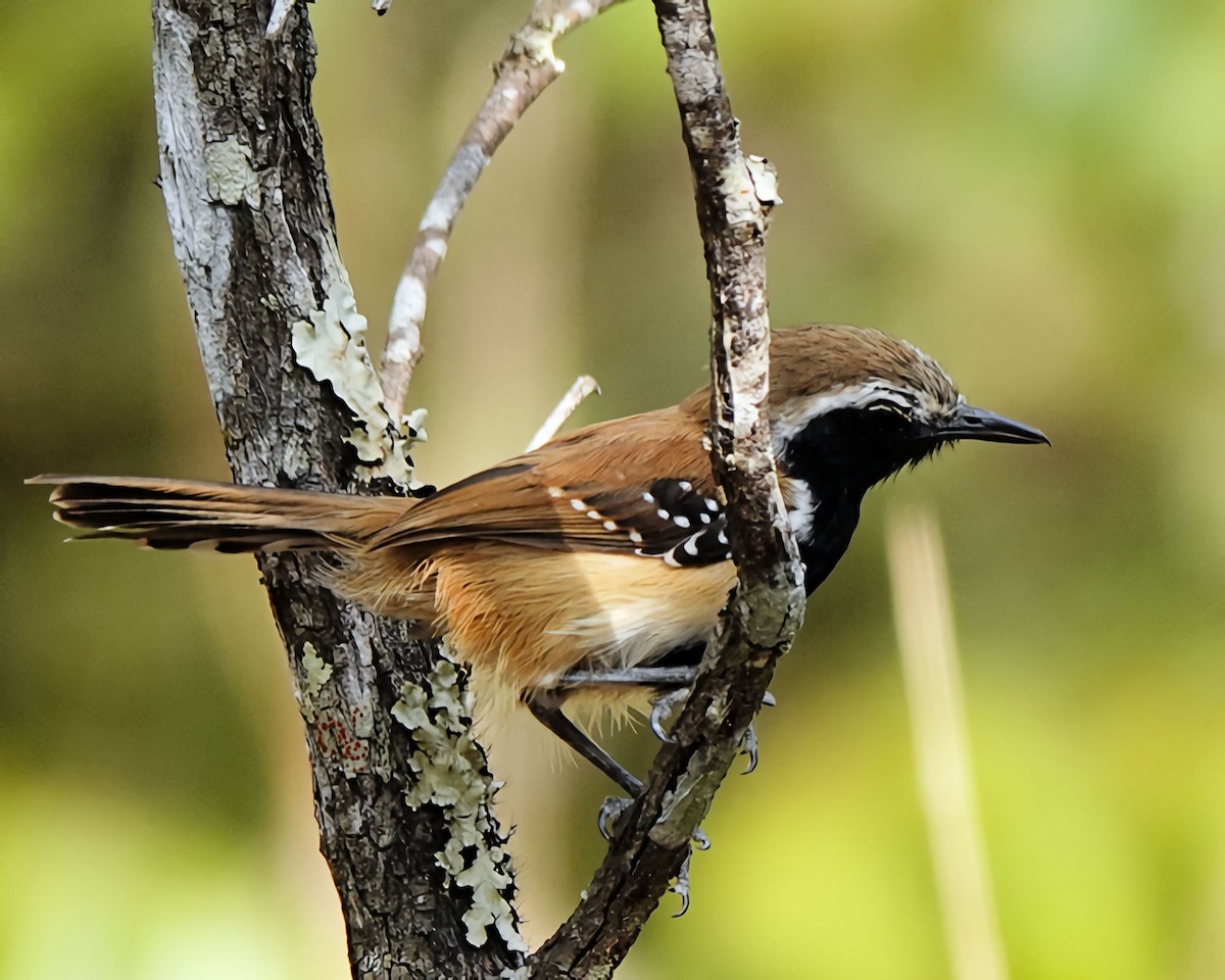 Rusty-backed Antwren - Marie Ostrander