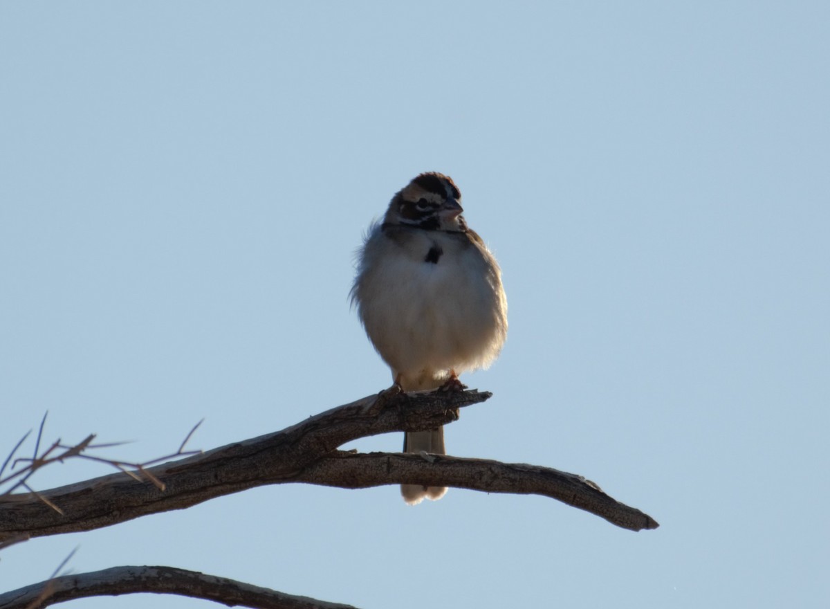 Lark Sparrow - ML614581614