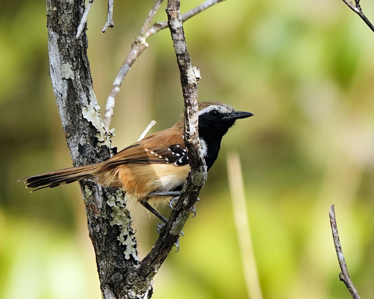 Rusty-backed Antwren - ML614581654