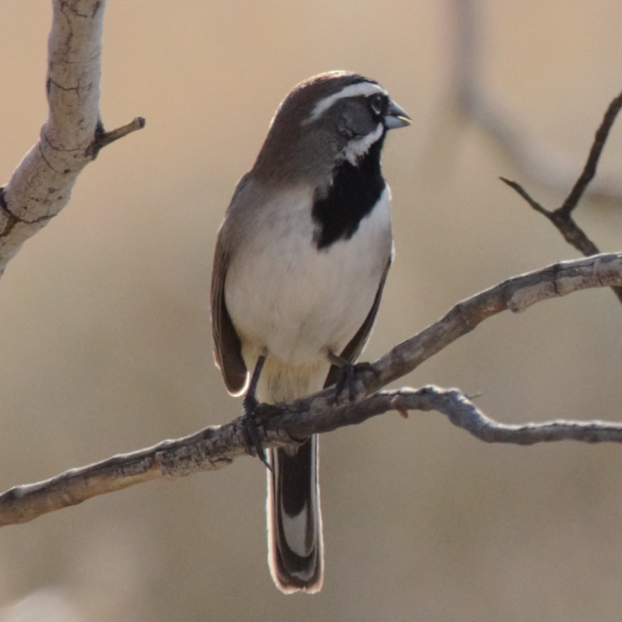 Black-throated Sparrow - Michael Vermue