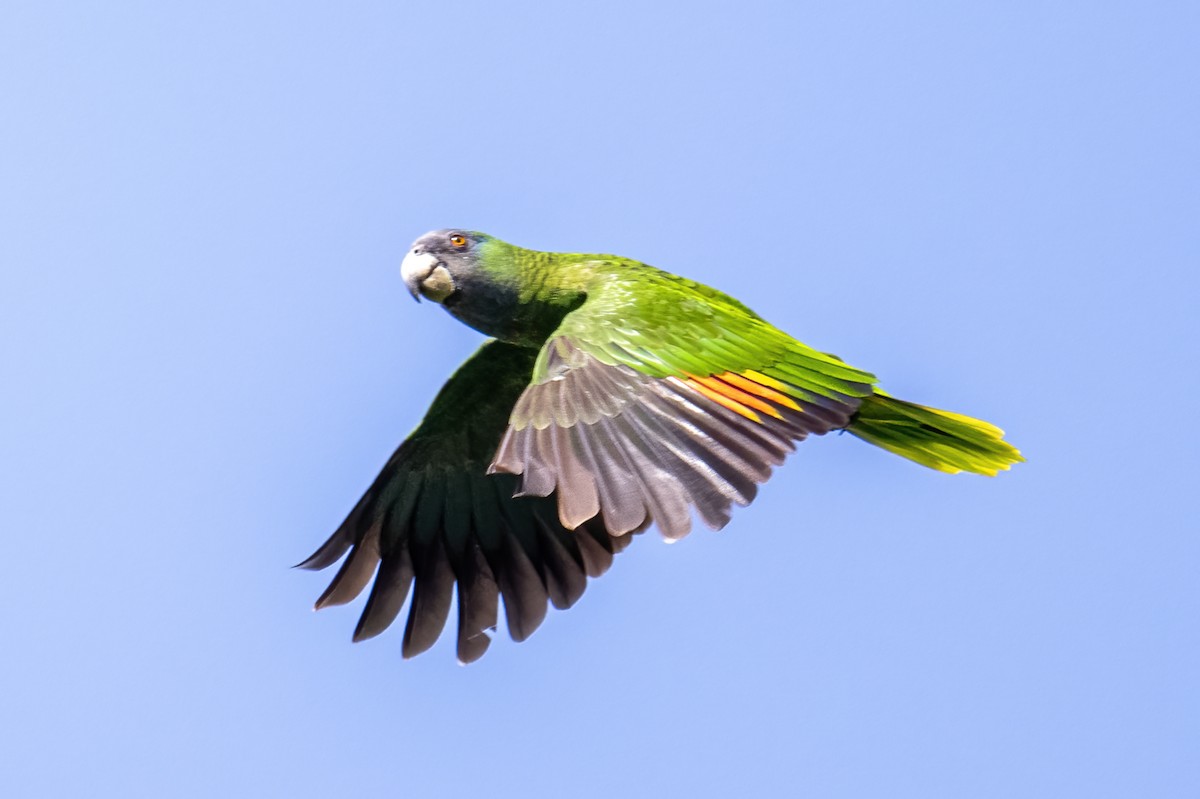 Red-necked Amazon - ML614581709