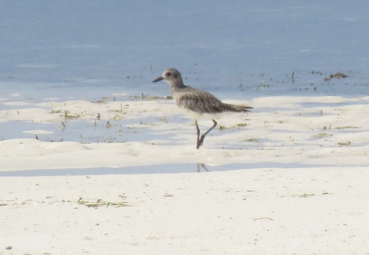 Black-bellied Plover - ML614581717