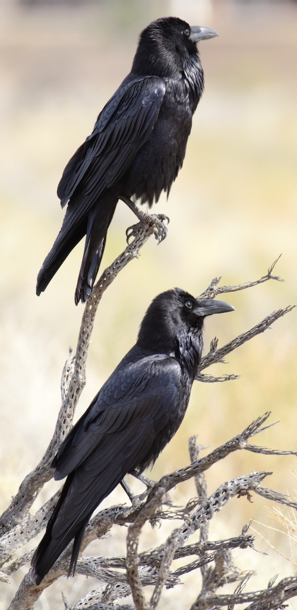 Common Raven - Michael Vermue