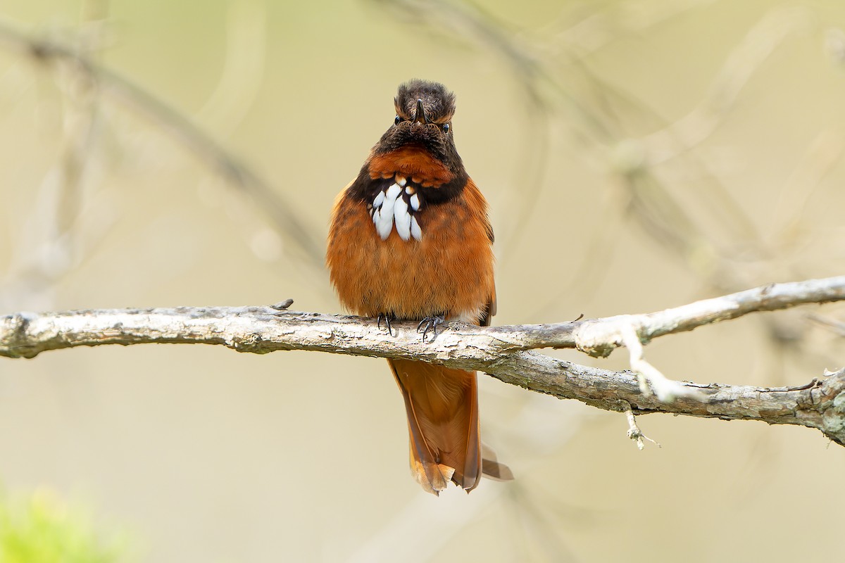 Colibri de Castelnau - ML614581734