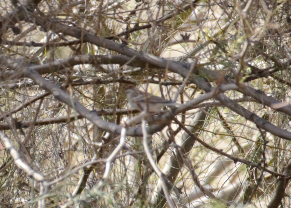 Rufous-crowned Sparrow - Michael Vermue