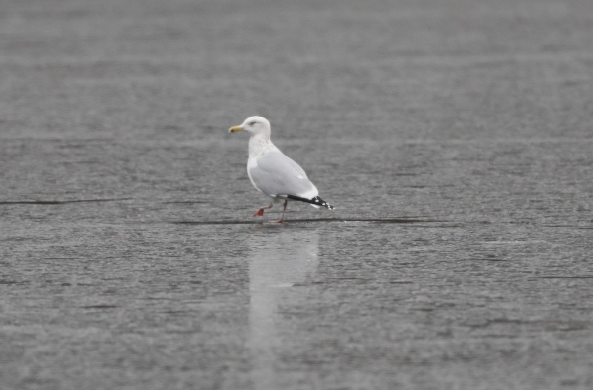 Herring Gull - "Chia" Cory Chiappone ⚡️