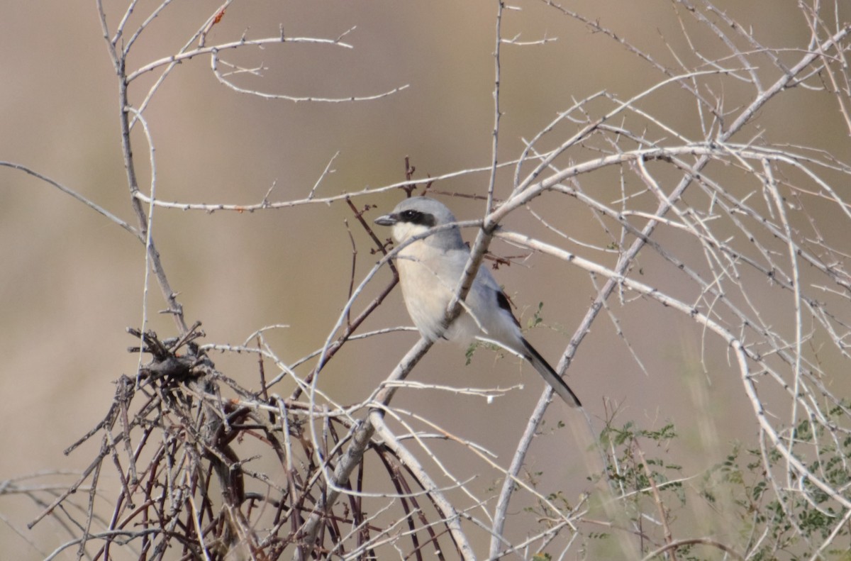 Loggerhead Shrike - Michael Vermue