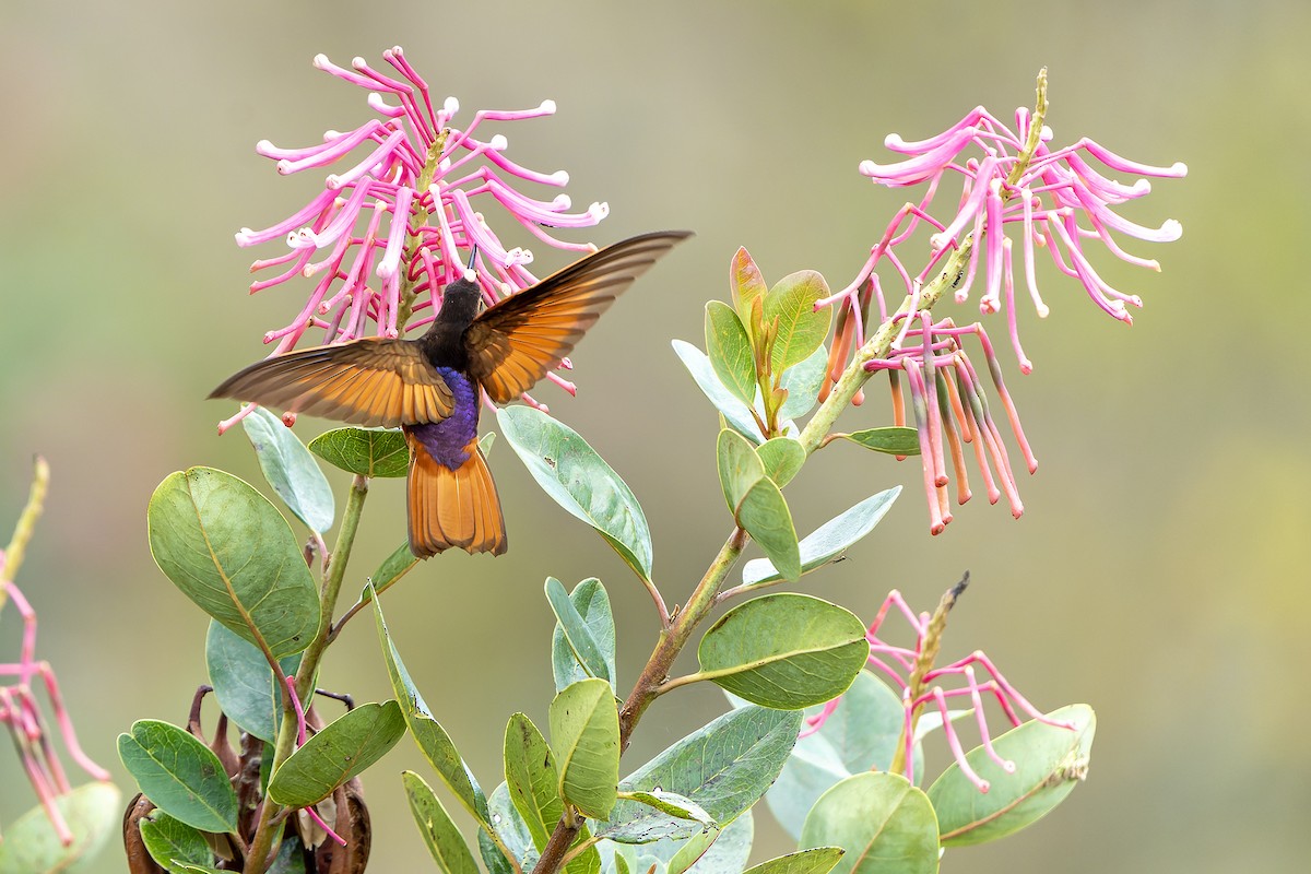 Colibri de Castelnau - ML614581796