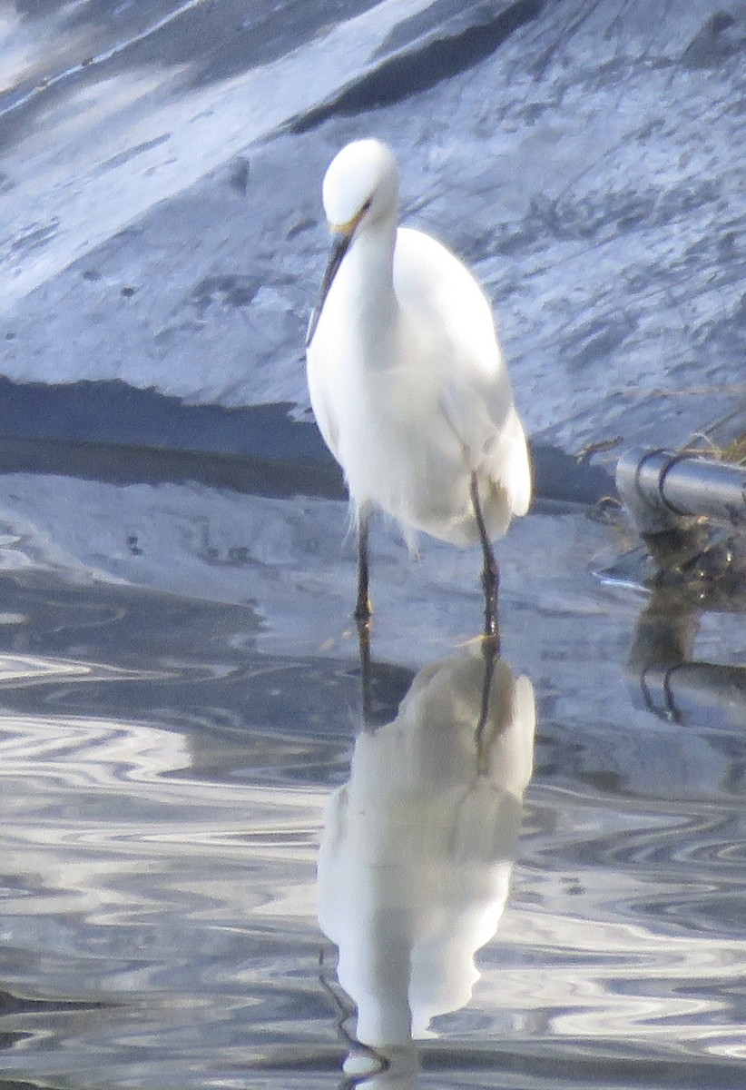 Snowy Egret - ML614581822