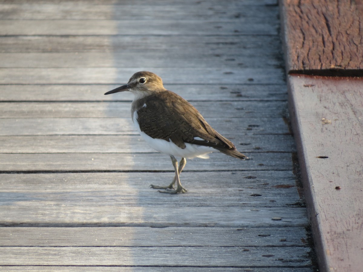 Common Sandpiper - Christian Cholette