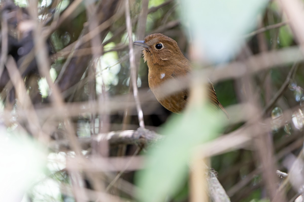 Panao Antpitta - ML614581932