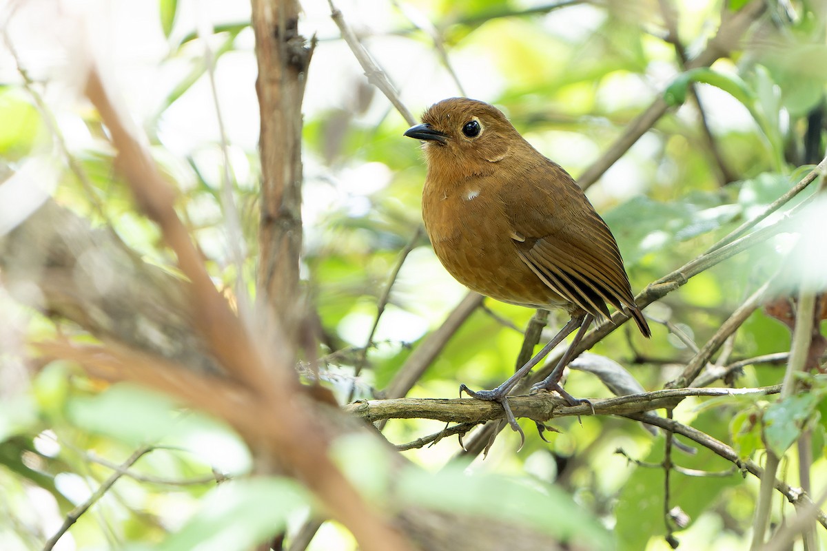 Panao Antpitta - ML614581933