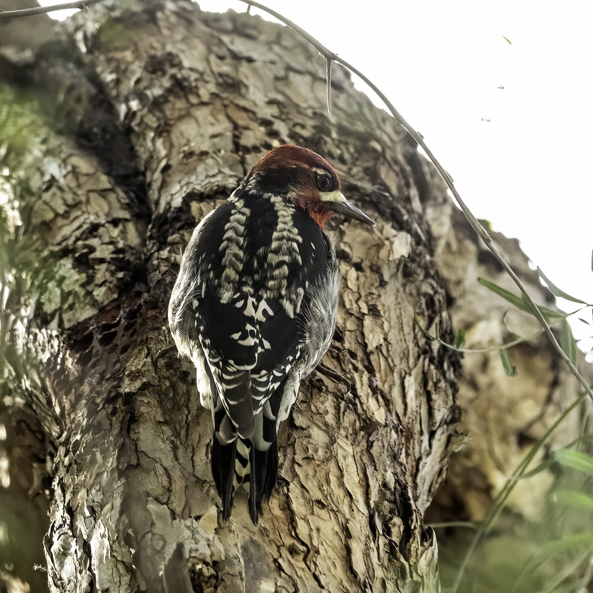 Red-breasted Sapsucker - ML614581934