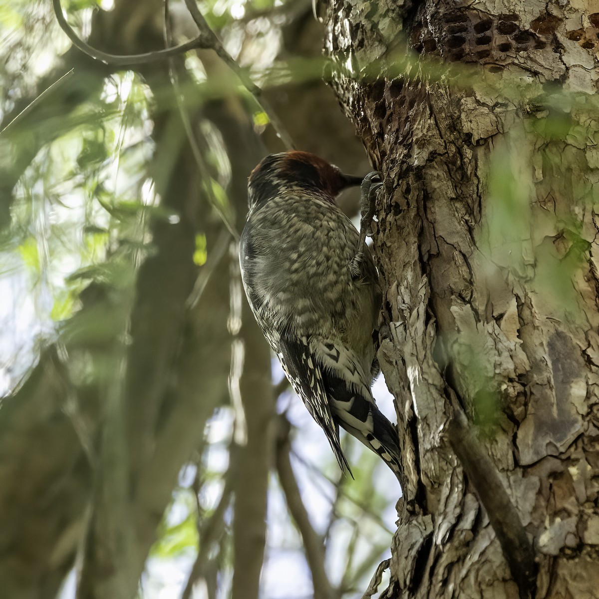 Red-breasted Sapsucker - Kathryn McGiffen