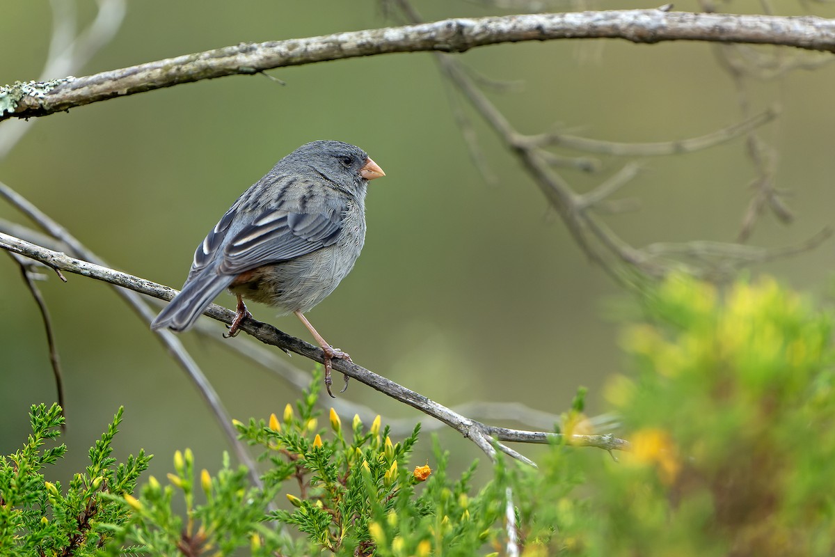 Plain-colored Seedeater - ML614581939