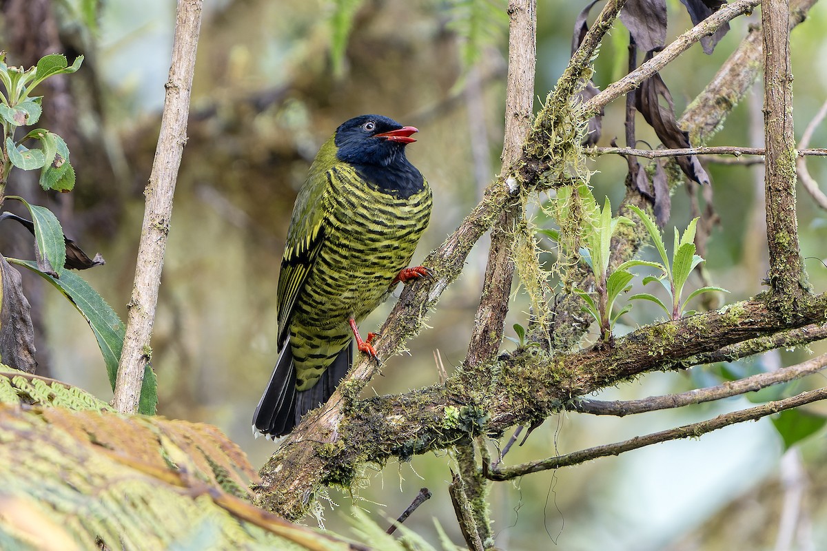 Cotinga barré - ML614581978