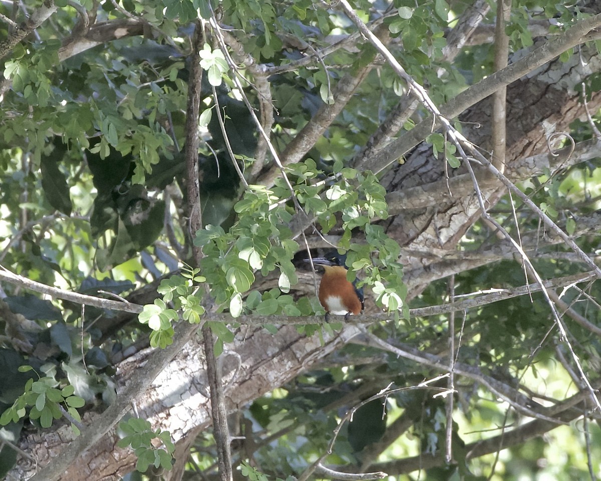 American Pygmy Kingfisher - ML614581990