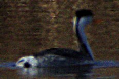 Clark's Grebe - ML614582009