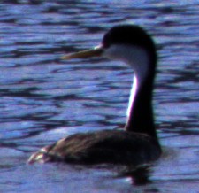 Clark's Grebe - ML614582011