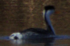 Clark's Grebe - ML614582013