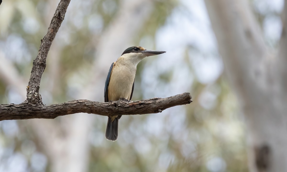 Sacred Kingfisher (Australasian) - ML614582018