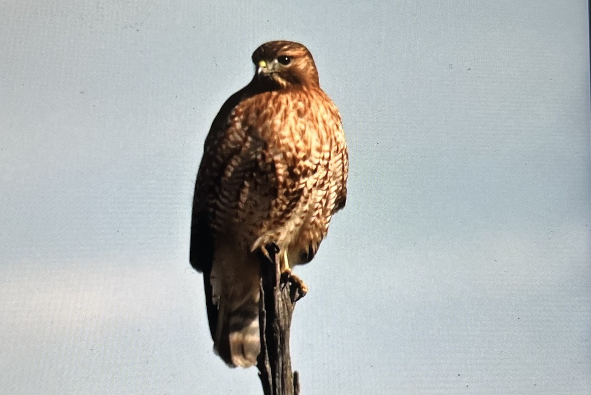 Red-shouldered x Red-tailed Hawk (hybrid) - ML614582025