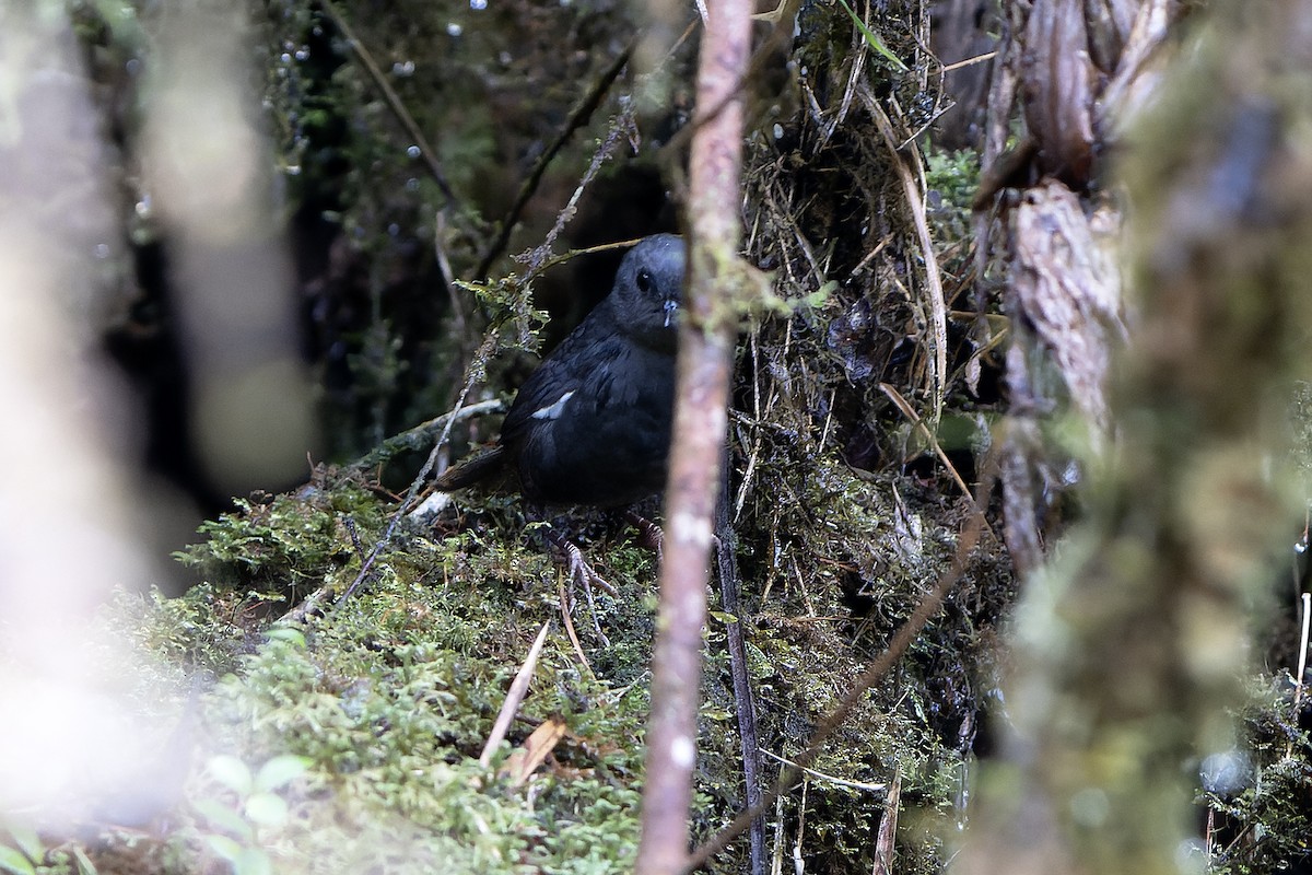 White-winged Tapaculo - Daniel López-Velasco | Ornis Birding Expeditions