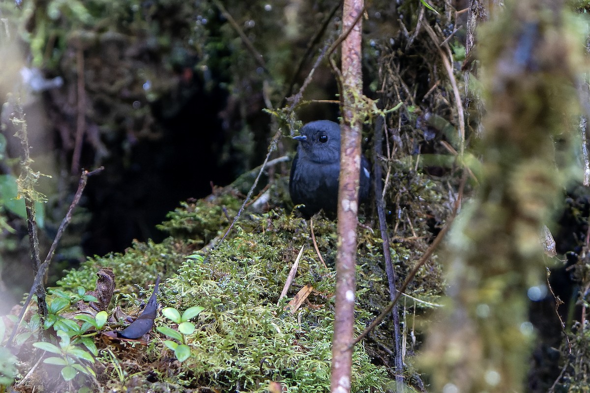 White-winged Tapaculo - Daniel López-Velasco | Ornis Birding Expeditions