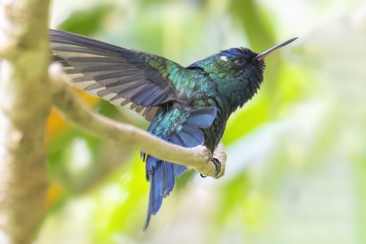 Blue-headed Hummingbird - Peter Hawrylyshyn