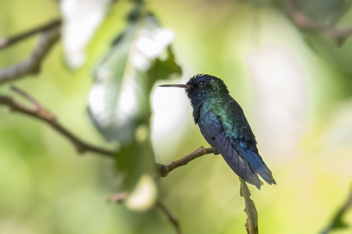 Blue-headed Hummingbird - Peter Hawrylyshyn