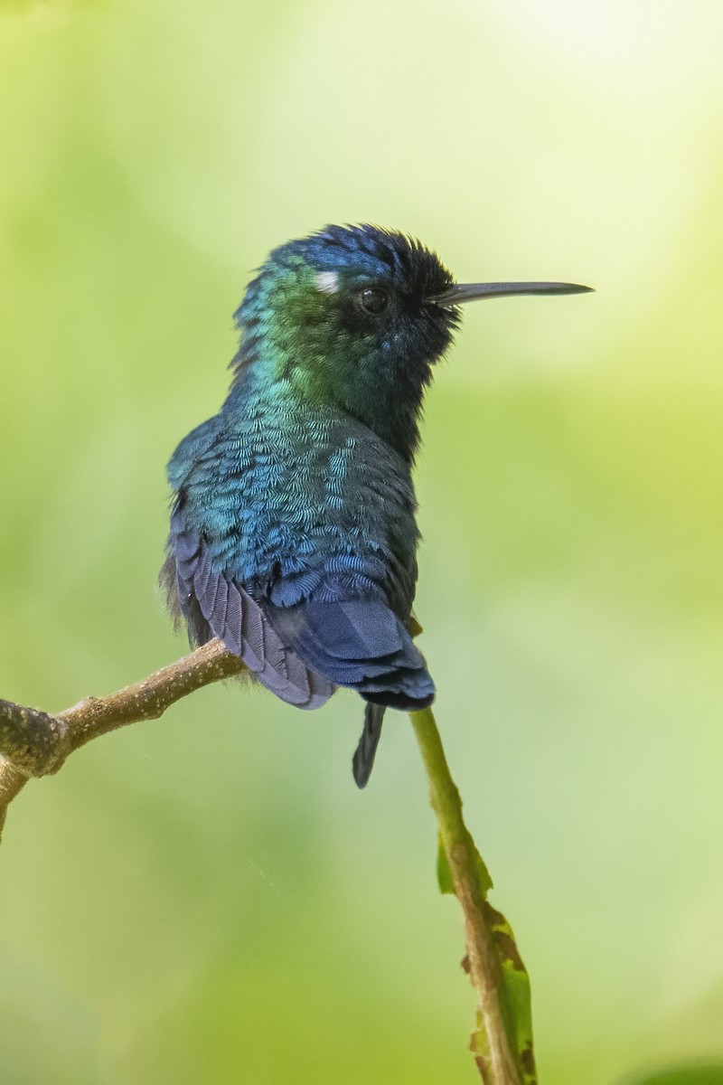 Blue-headed Hummingbird - Peter Hawrylyshyn