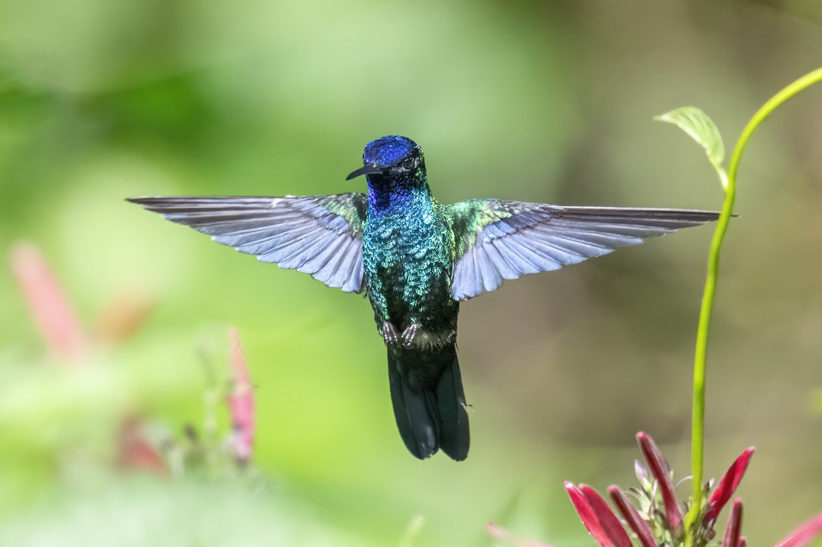 Blue-headed Hummingbird - Peter Hawrylyshyn