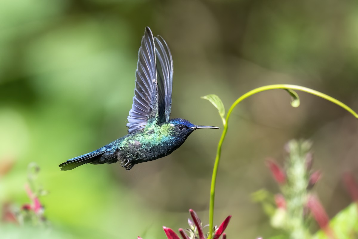 Blue-headed Hummingbird - Peter Hawrylyshyn