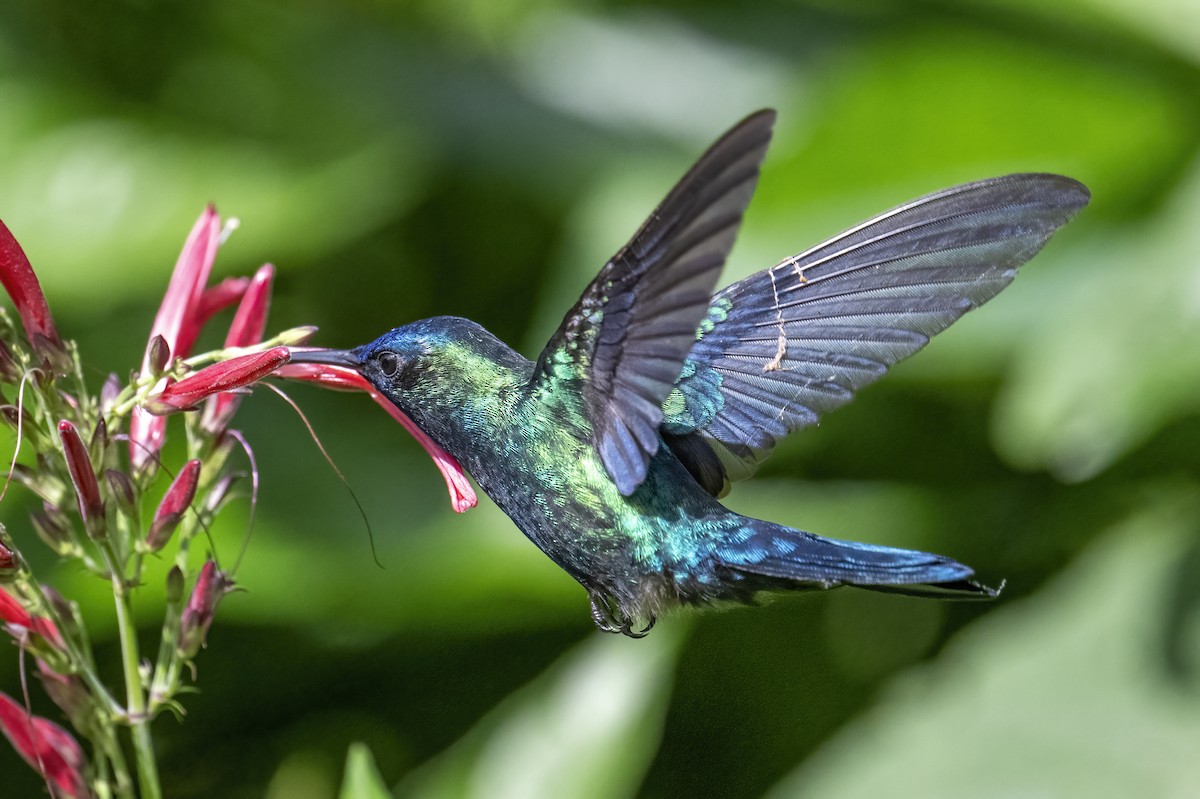 Blue-headed Hummingbird - Peter Hawrylyshyn