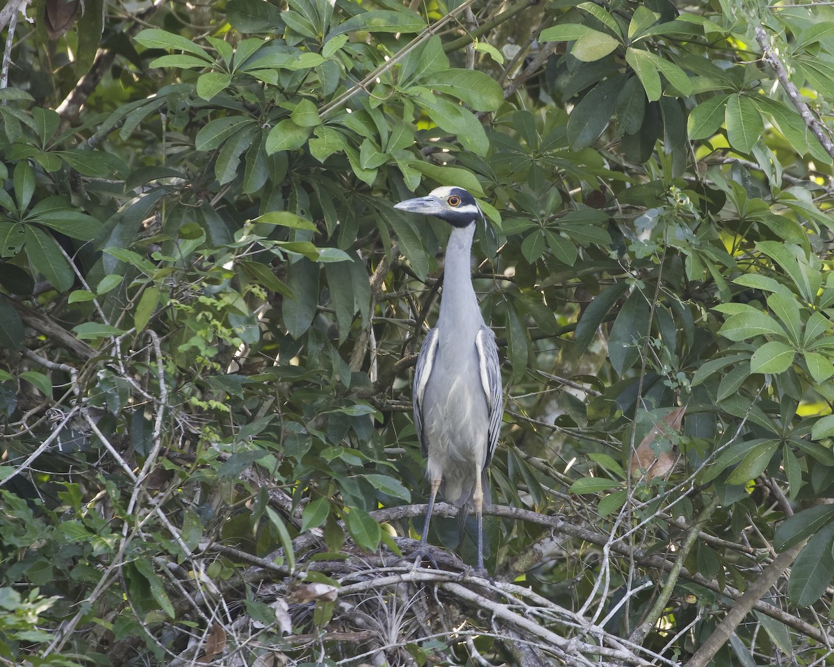 Yellow-crowned Night Heron - ML614582131