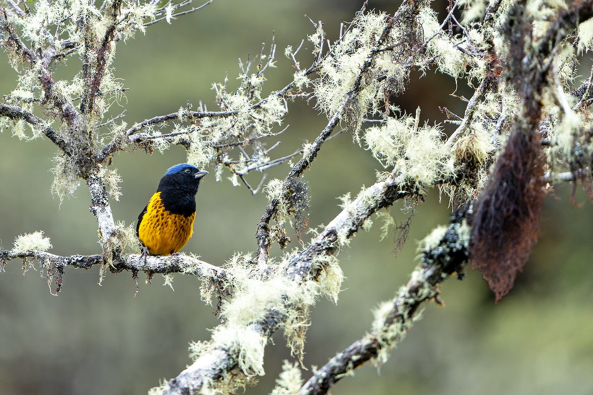 Golden-backed Mountain Tanager - Daniel López-Velasco | Ornis Birding Expeditions